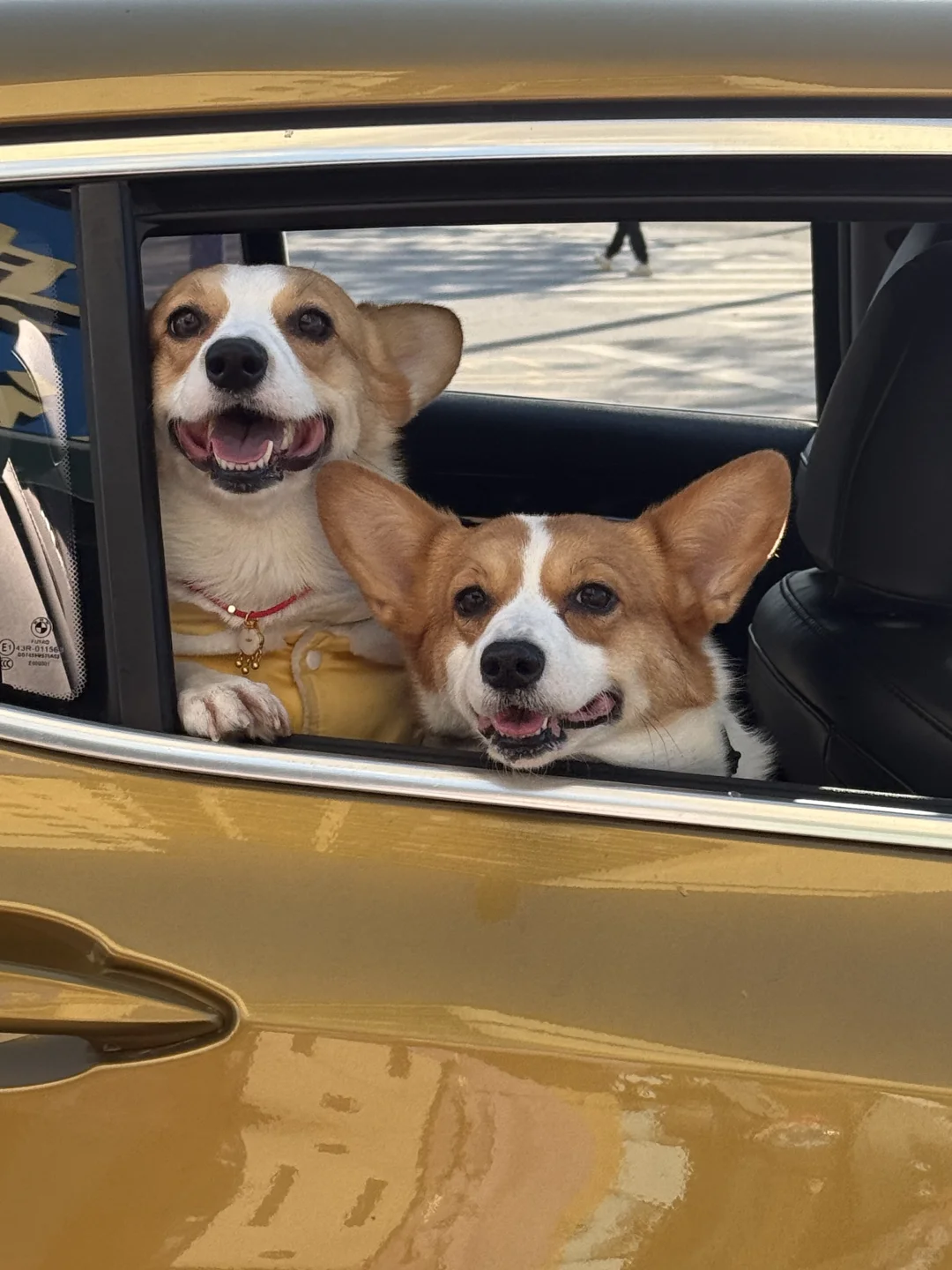 去泪痕超好用的狗粮到底存不存在！