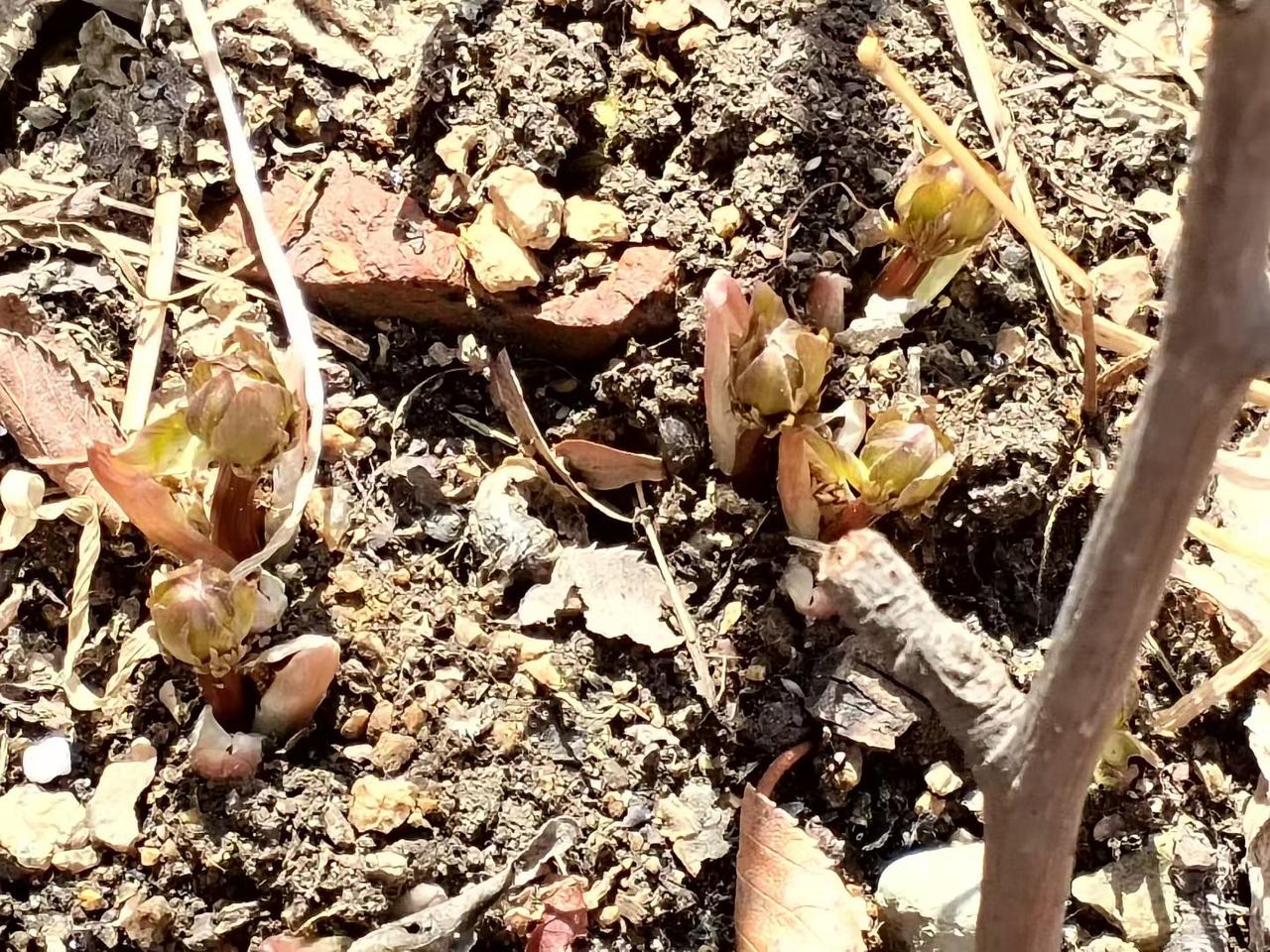 与痛风斗争的历程206
 
   今早醒来，浑身关节都格外顺畅，状态恢复得很不错