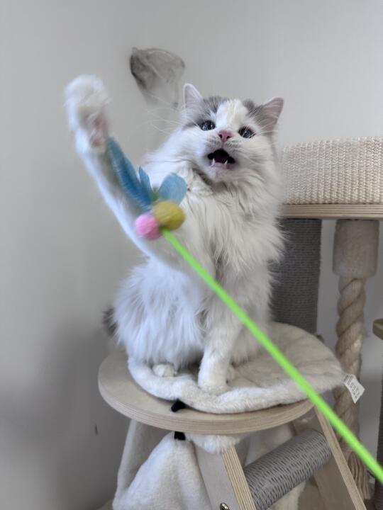 玩起来逗猫棒就开始面目狰狞