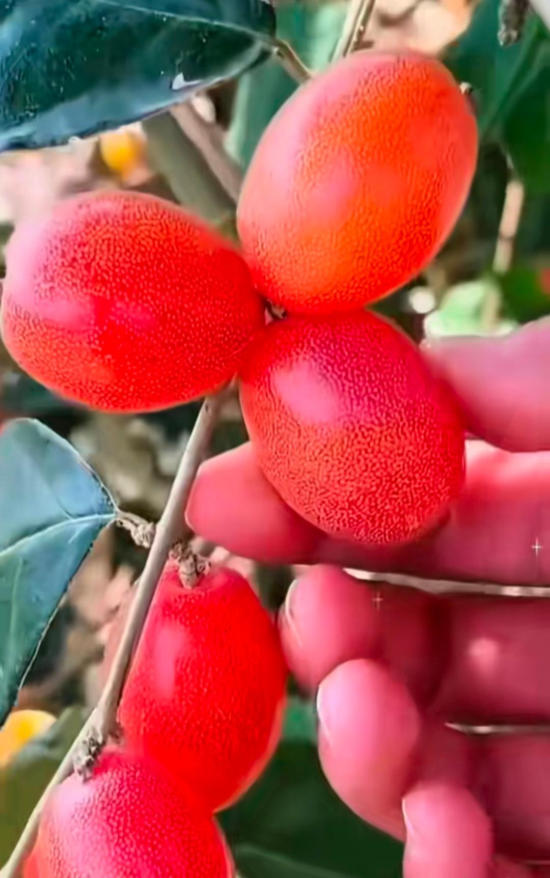 踏春必采的美味