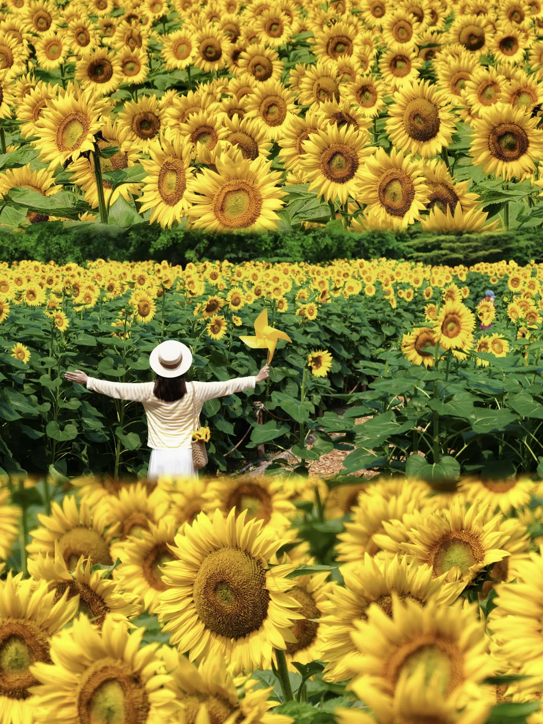 7.3日实况🌻奥森的向日葵花海封神了❗