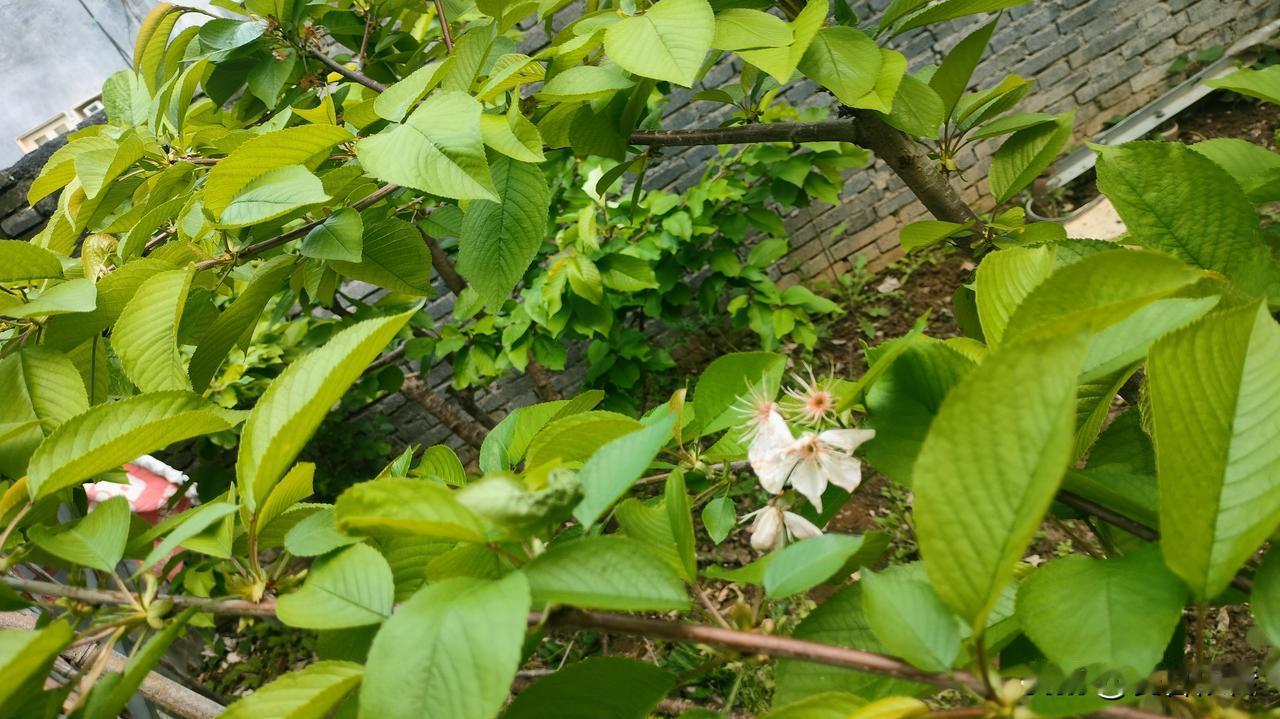 有谁网购果树成功结果的呀，分享出来让我高兴高兴呗！我家这两棵车厘子，已经种了四年