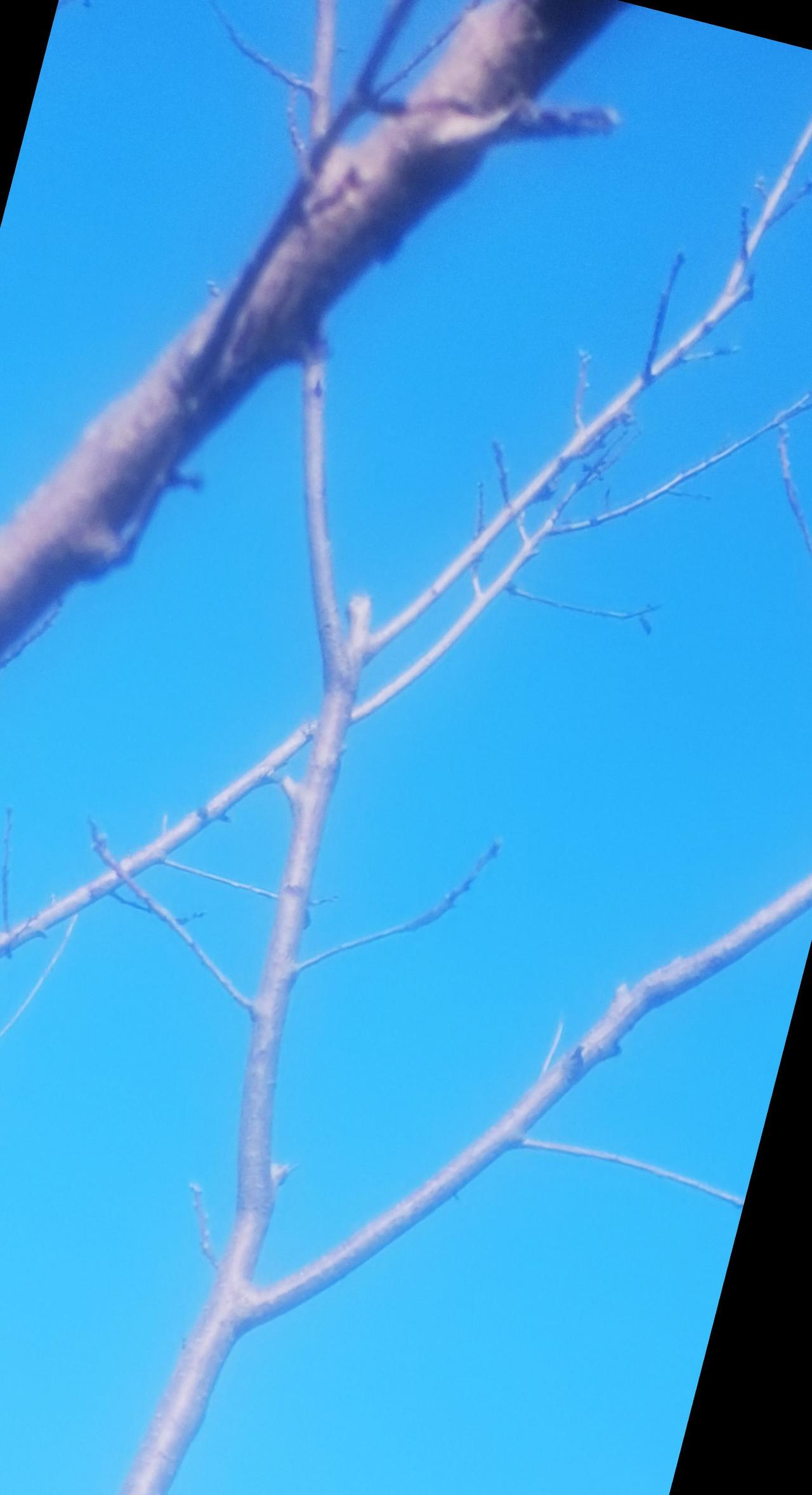    一锅炖

这是一个冬天的清晨。

一大早，大白菜就来了，皮肤白净。绿裙裹身