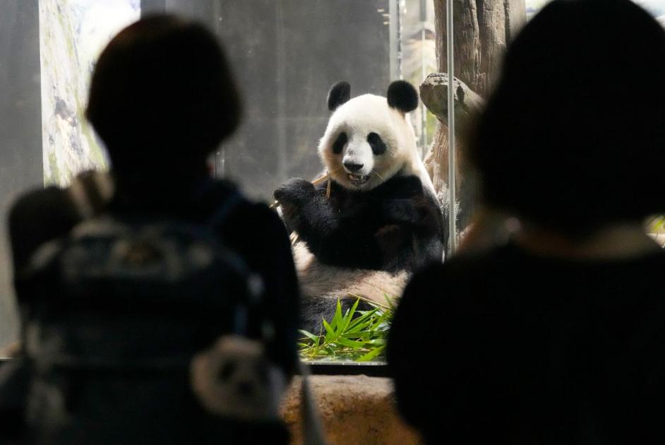 50年首断档！日本最后两只大熊猫明年1月回国，新租借因涉台言论遇阻
 
明年1月