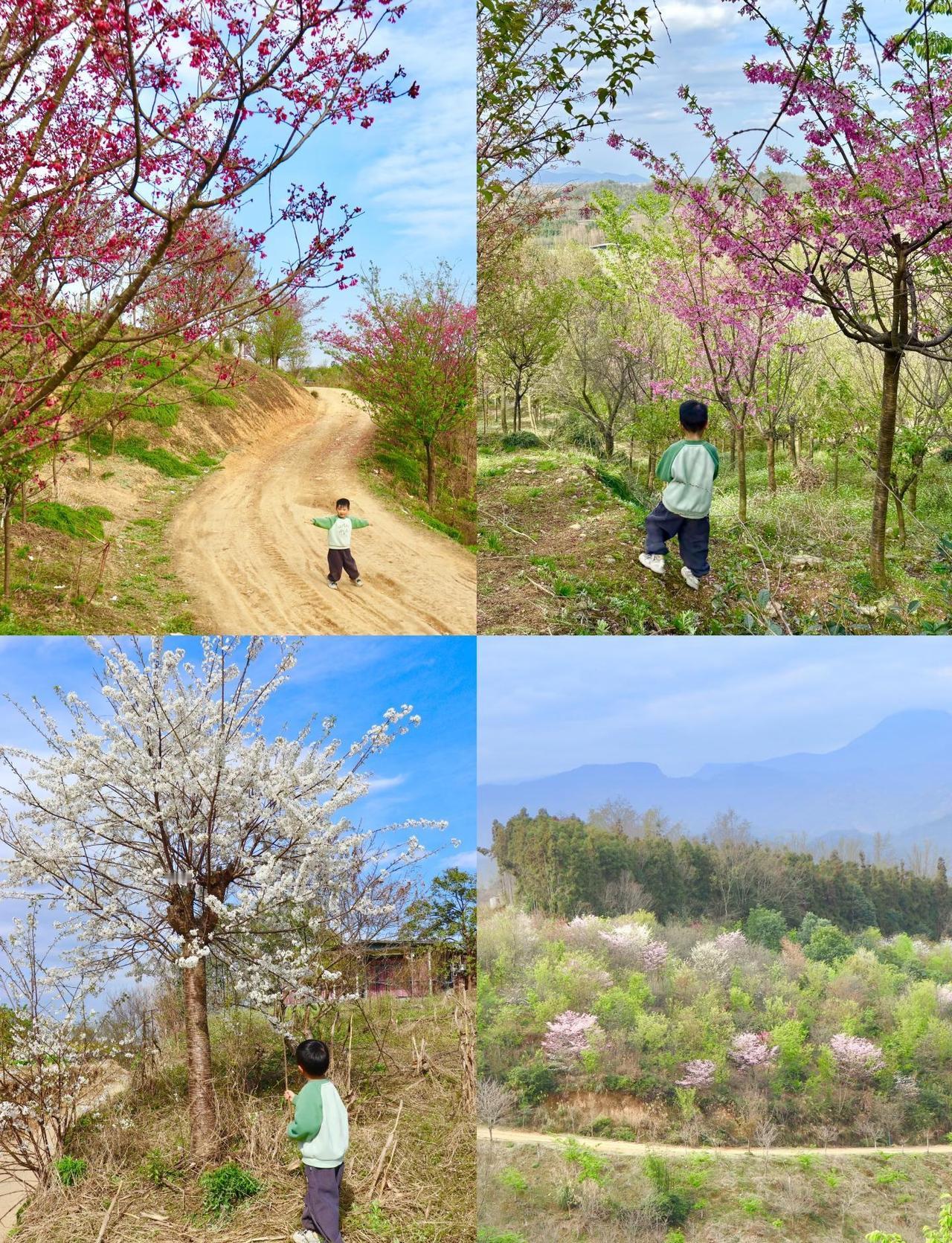 春日徒步，只为花忙，成都1h上春山轻徒步
🌸春暖花开，又到了百花盛开的季节，徒