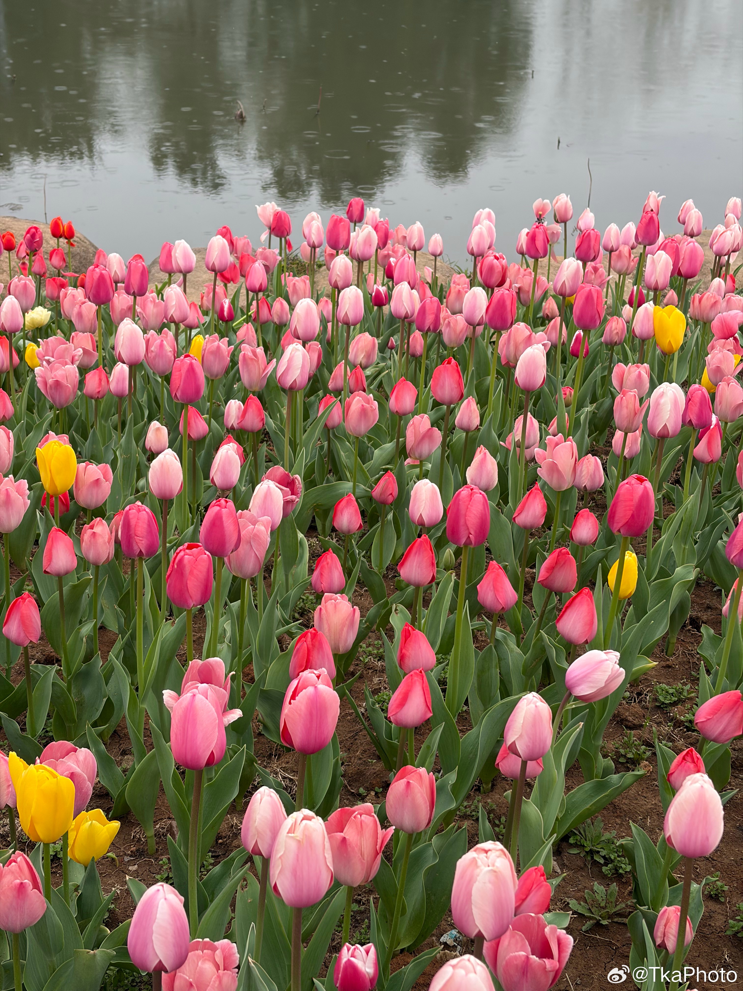 来公园看郁金香🌷 