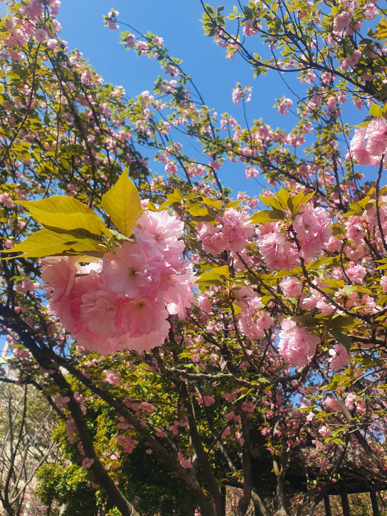 樱花树下站谁都美
浙江财经大学环境很好啊
有花，有湖，有蓝天