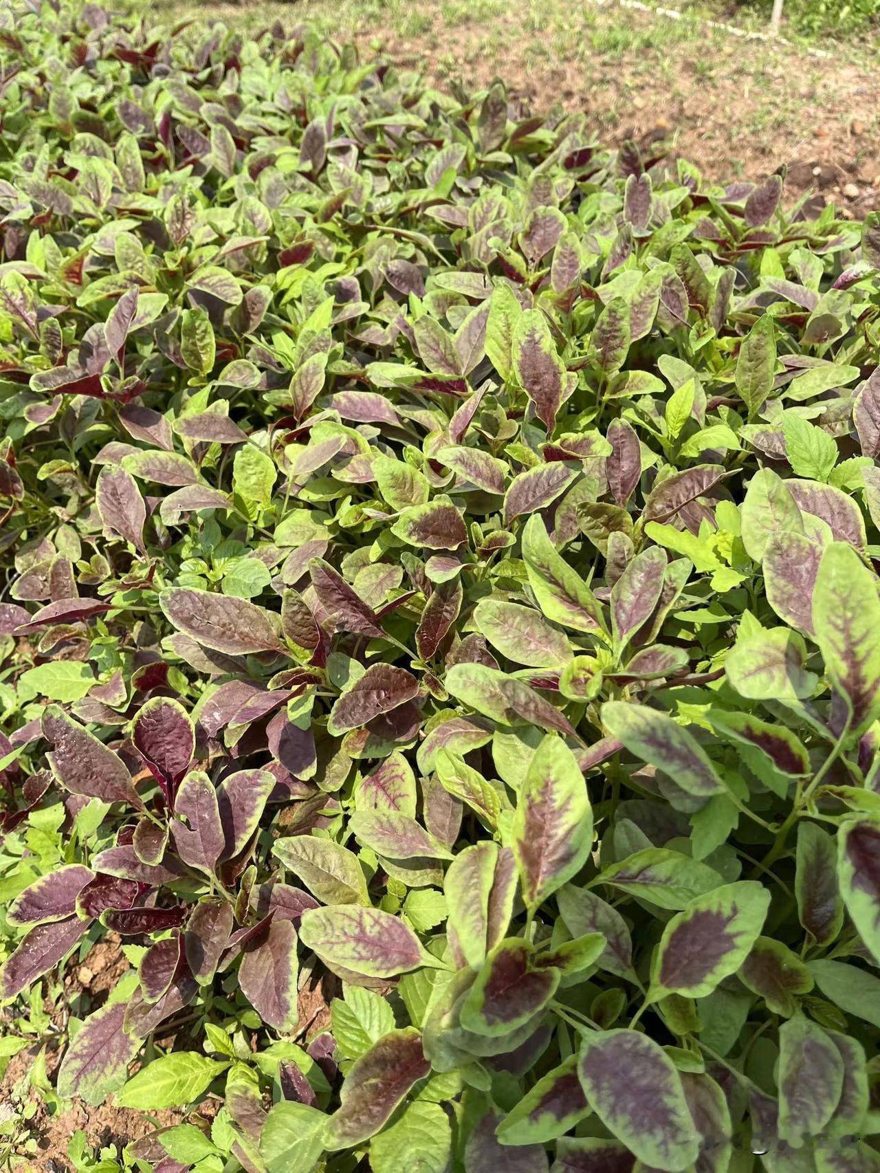 人总是这样，有心说别人，到自己身上了，想改变，还是那么难，这也是凡人与大牛的区别