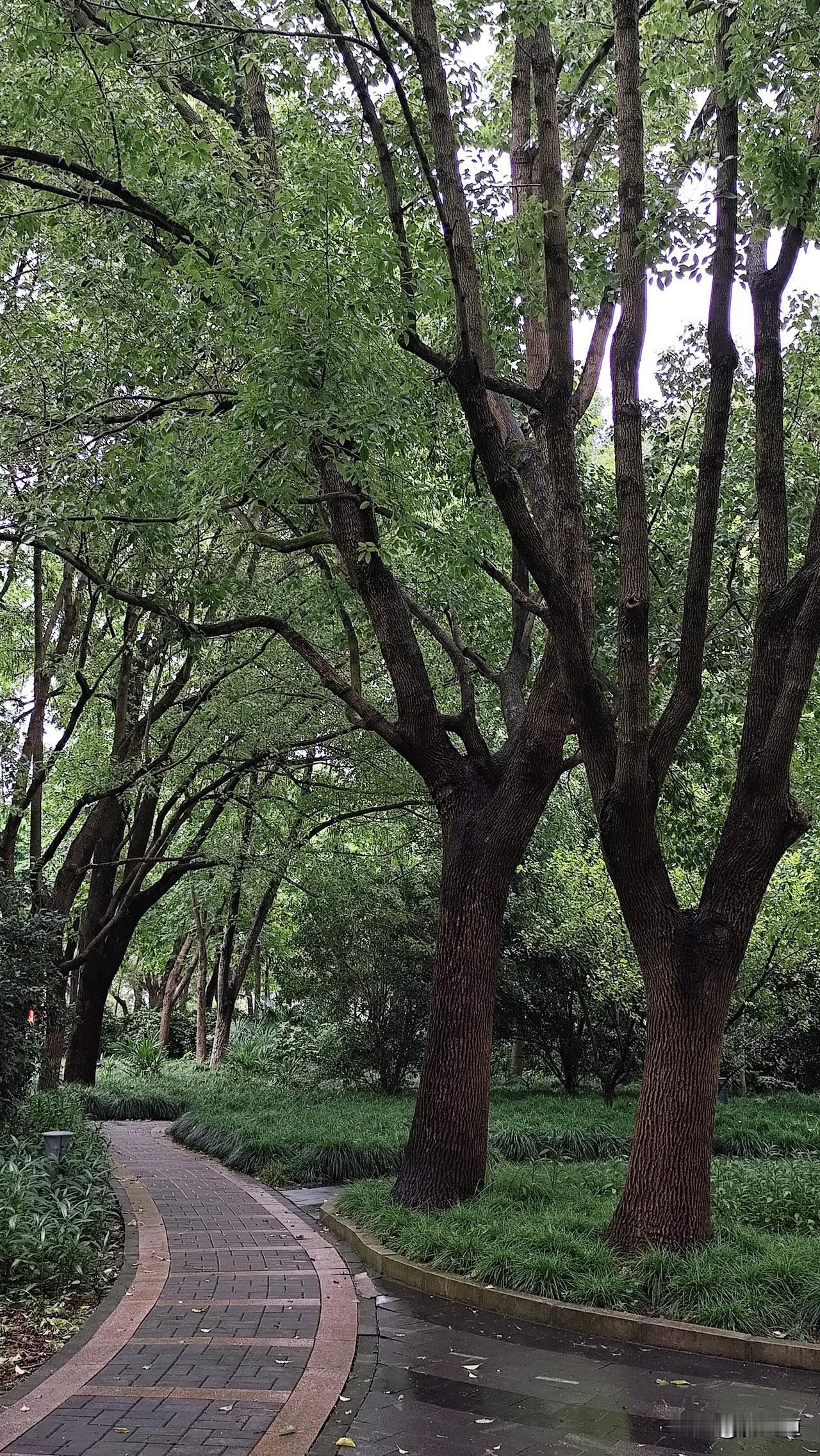 分享你随手拍的风景公园小径道弯弯