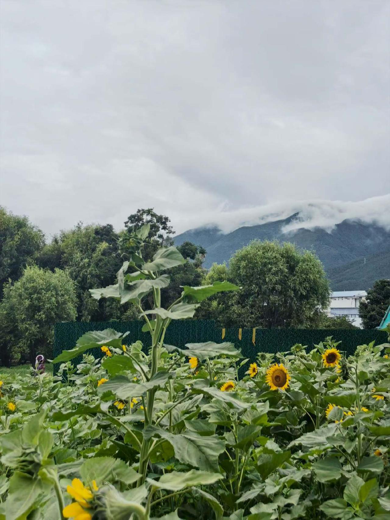 畅游大理随拍