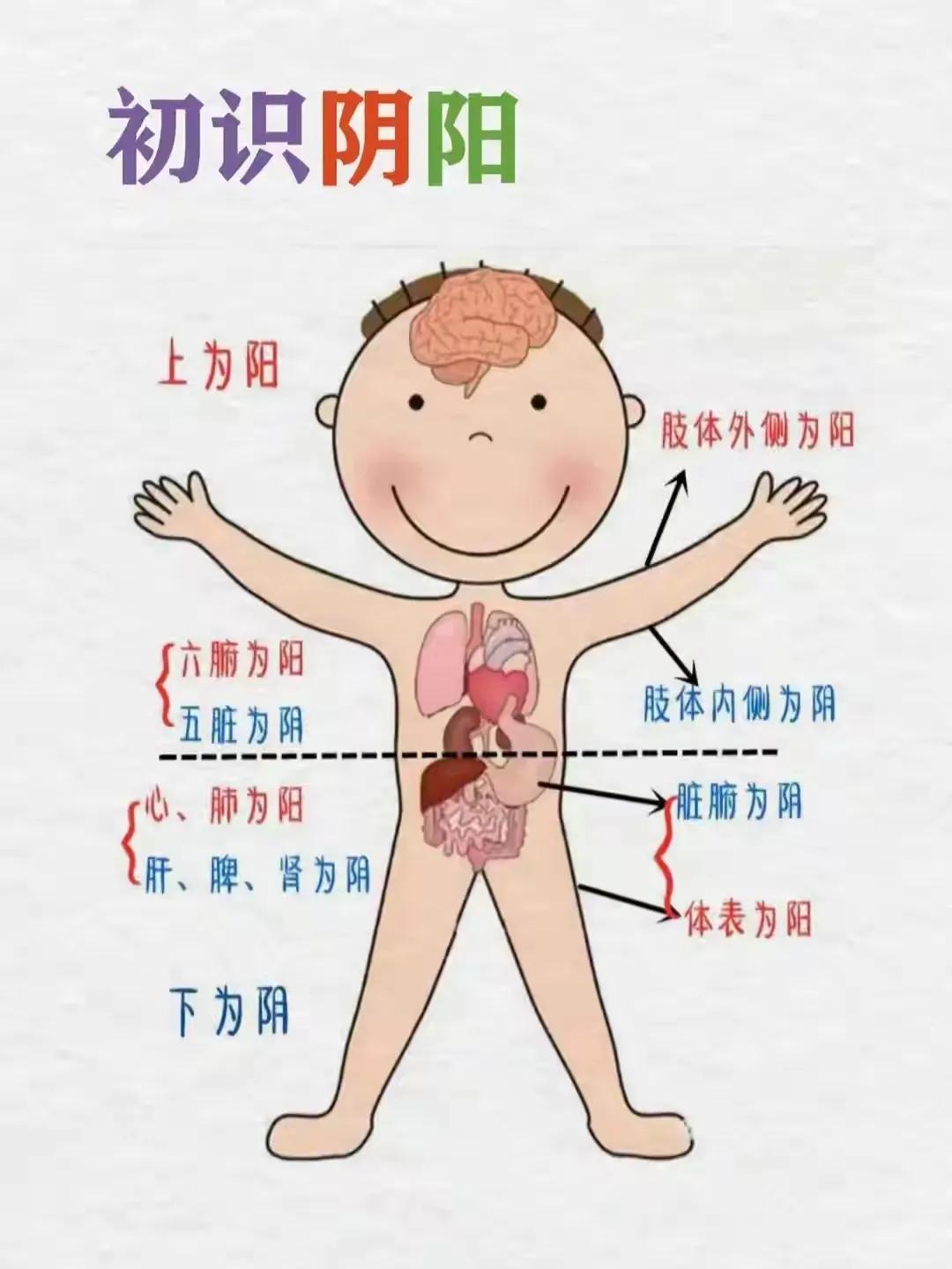 你是否好奇中医的奥秘？人体的阴阳、五行和六气，听起来神秘又复杂，但其实是中医入门