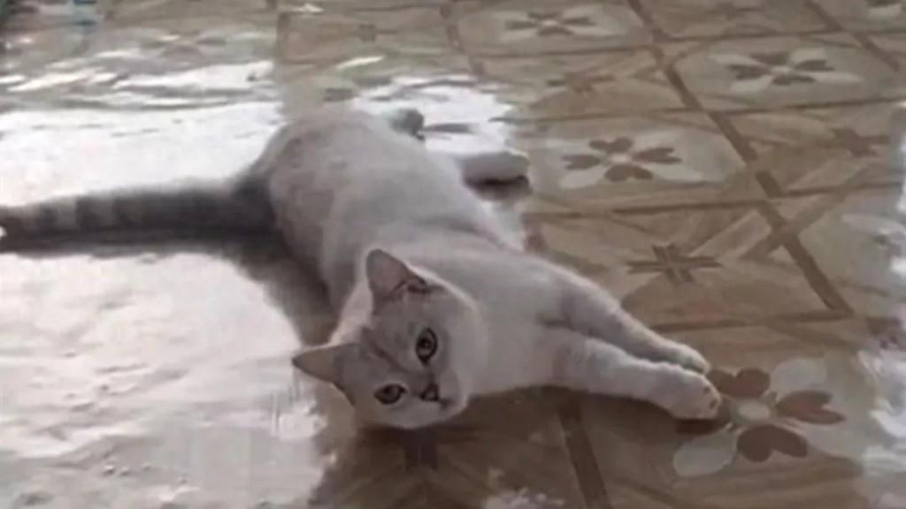 “喂养小猫也有错？”上海，一男子在羽毛馆打球时，踩到流浪猫肚子意外摔倒，构成十级
