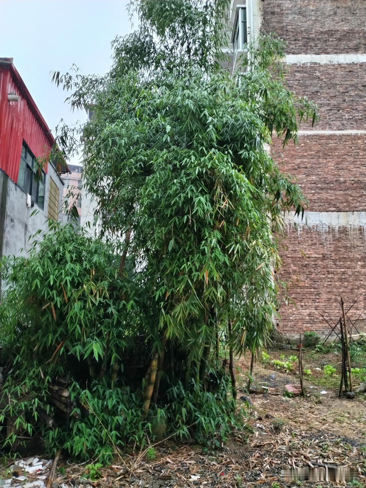 今日早晨是阴天，还出了半小时太阳。
到了上午10点多钟，天气说变就变，已是阴雨绵