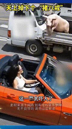 哎呀妈呀！高速路上这一幕简直把我笑到岔气！
货车上的猪兄来了一场“越狱”大戏，一