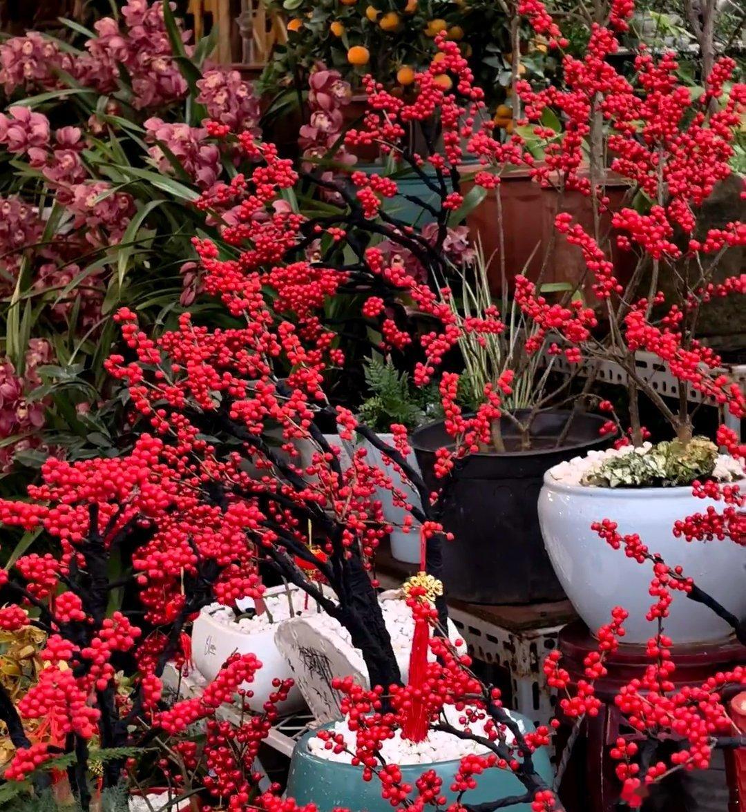 过年就是要看花，看着鲜亮又喜庆。花开得热热闹闹，日子也跟着顺顺利利、开开心心，一