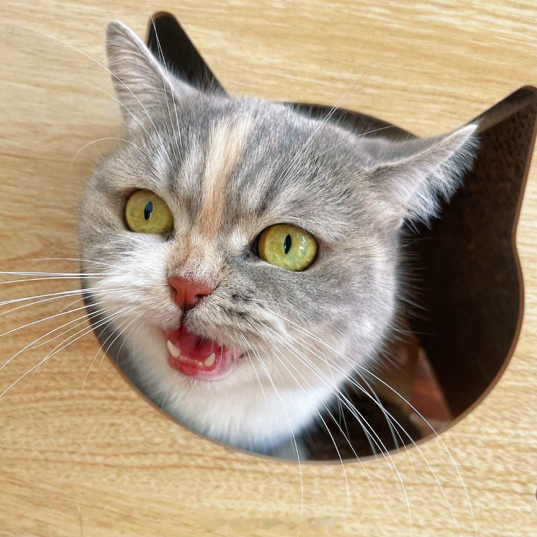 感受一下甜心宝宝的恶龙咆哮吧！不愧是一家子猫！刚二蛋跳起来给了哮天梆梆两拳，哮天