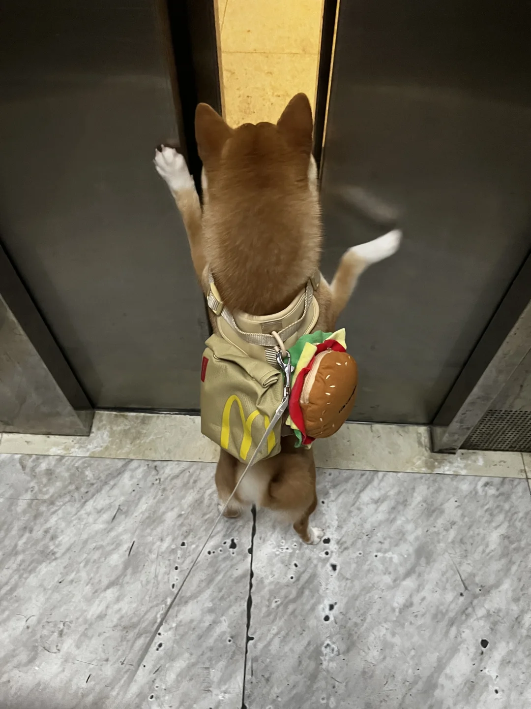 快开门 我要出去玩