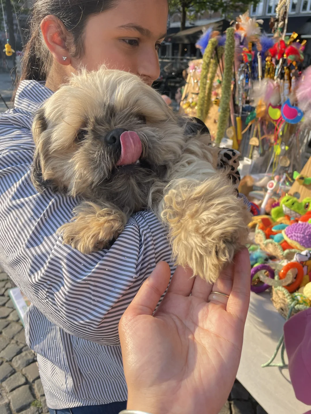 EcoPawPaw线下集市｜摆摊暂停 立刻撸狗狗