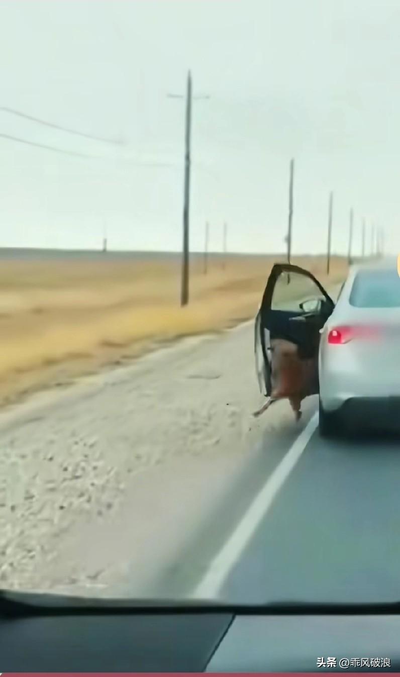 不知何故，主人开车将它带到荒山野外，强行把它推下车，随后关上车门扬长而去。狗狗原