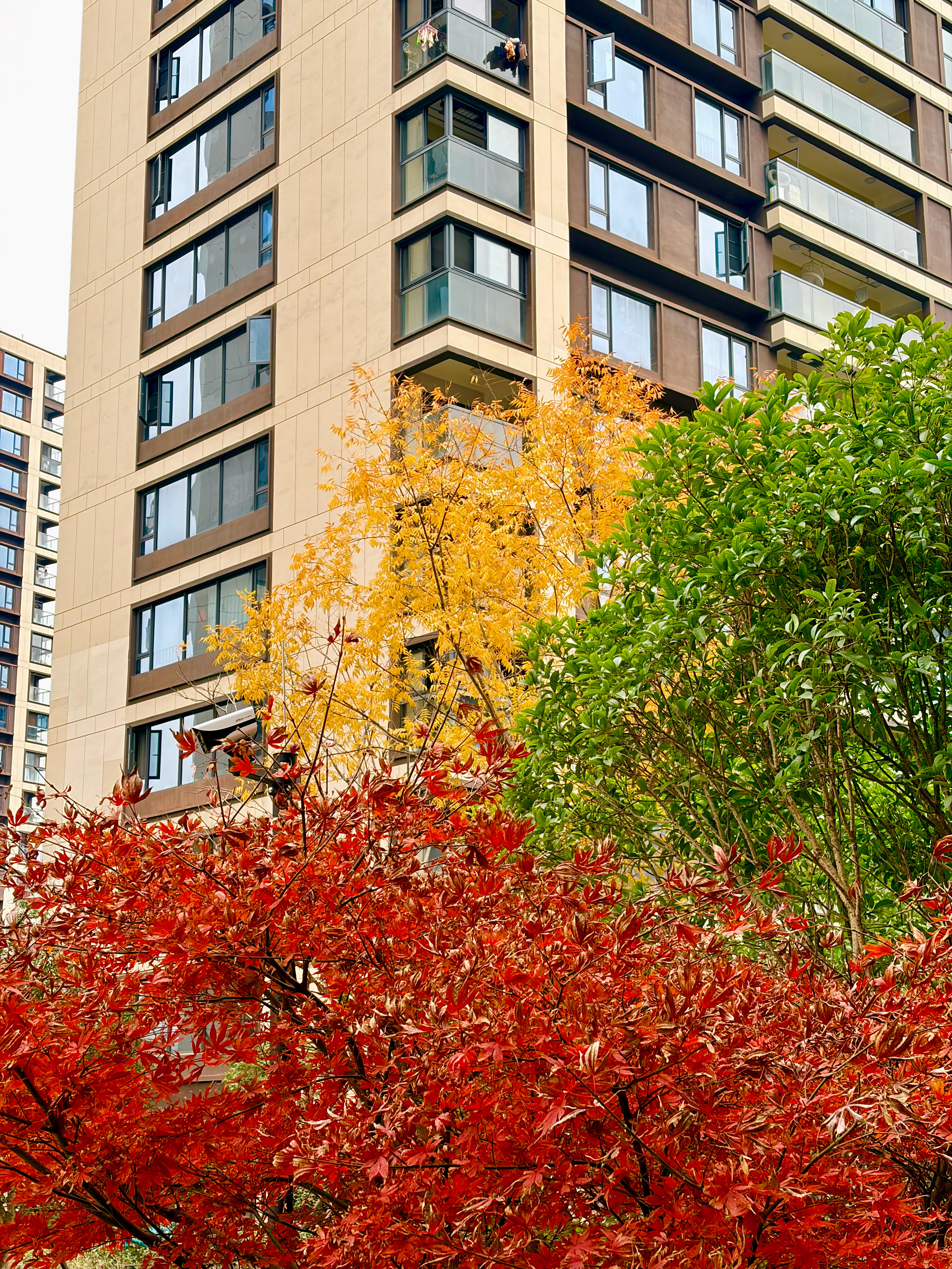 杭州的秋天虽冷但还是美的出门遛狗抬头就见红黄绿叶我的日常plog 杭州·祥生宸光