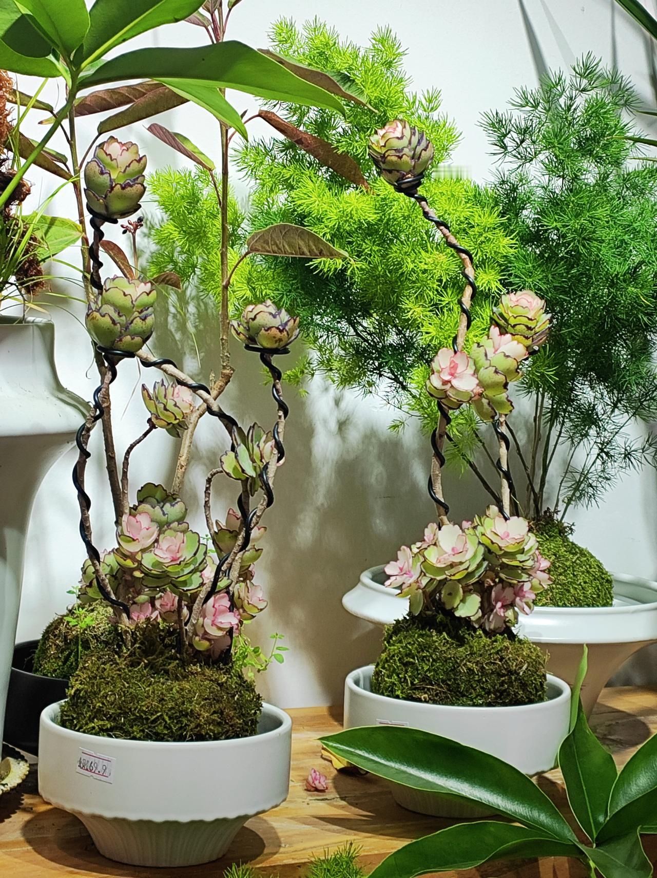 认识一种新植物:    锦绣牡丹

属于不死鸟类多肉植物。以前养过，疯长，叶子刚