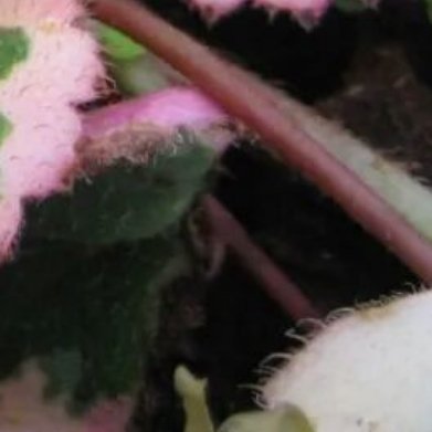 姬虎耳（微型山野草，超迷你）基础介绍株高仅3–6cm，叶片带白粉色锦斑，匍匐长细