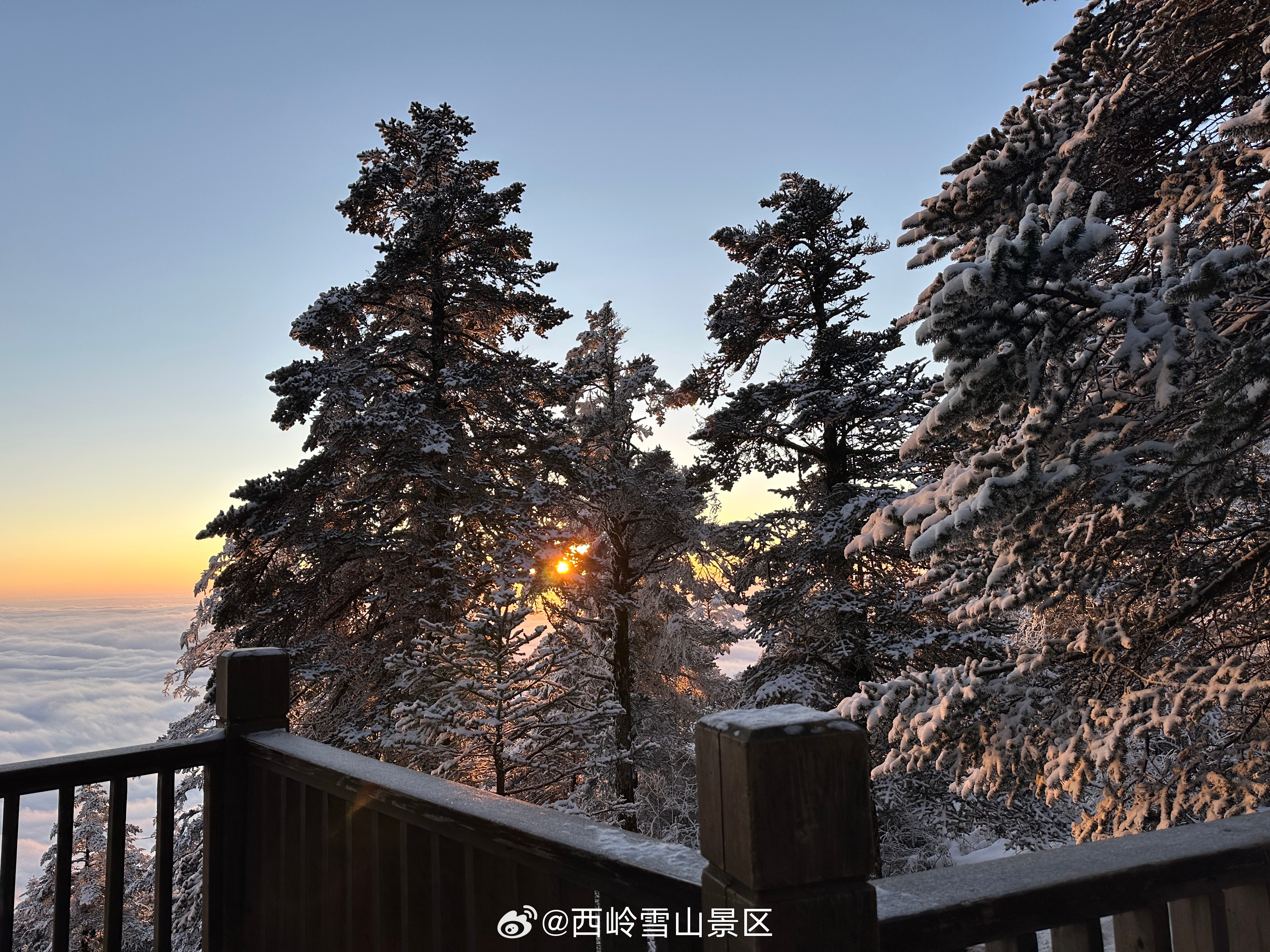 晨曦初破雪中松，一日看尽四季风。🌄❄️#西岭雪山# ​​​