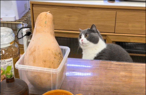第一次见南瓜的猫猫，眼神清澈的像大学生。 ​​​