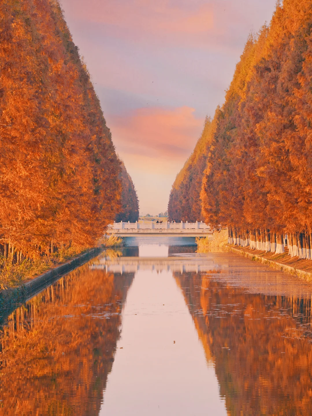 接下来的南京，堪称国内赏秋天花板🍁（免费）