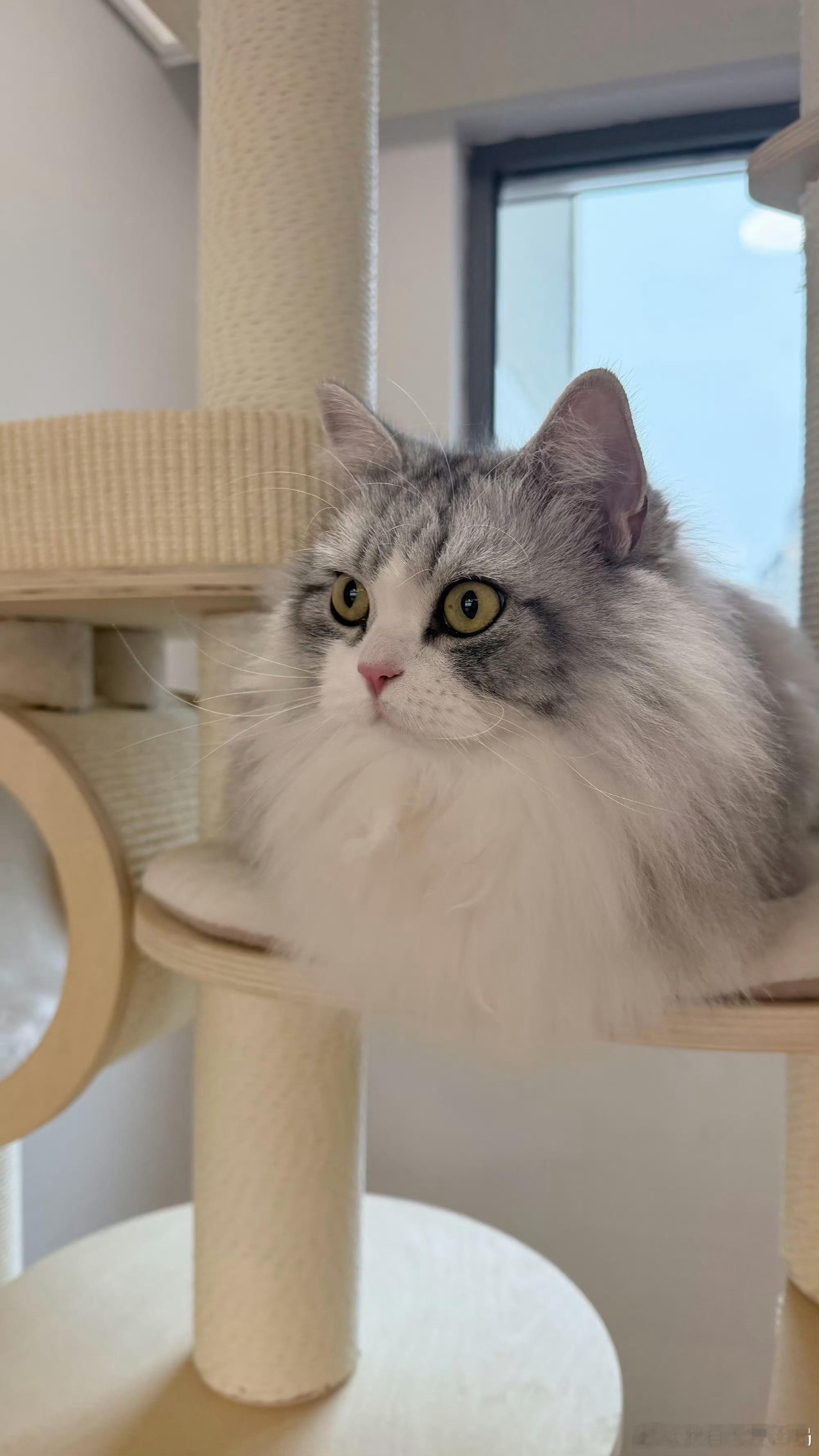 无畏的猫真的太太太大了在幸福里长大的彩彩 