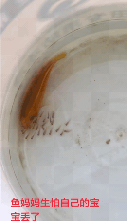 护崽是动物的天性，但这鱼妈妈护崽很特别啊！