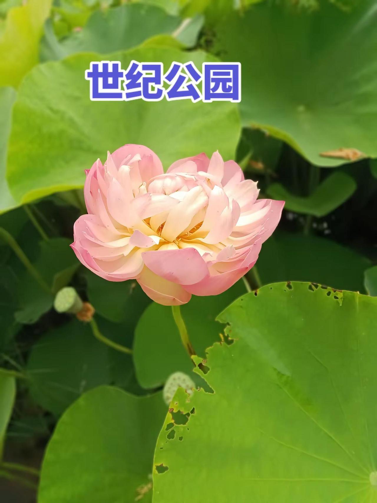 好看吧。