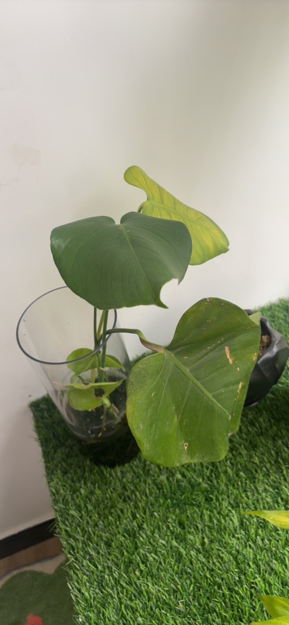 养的龟背竹不开背谁懂 