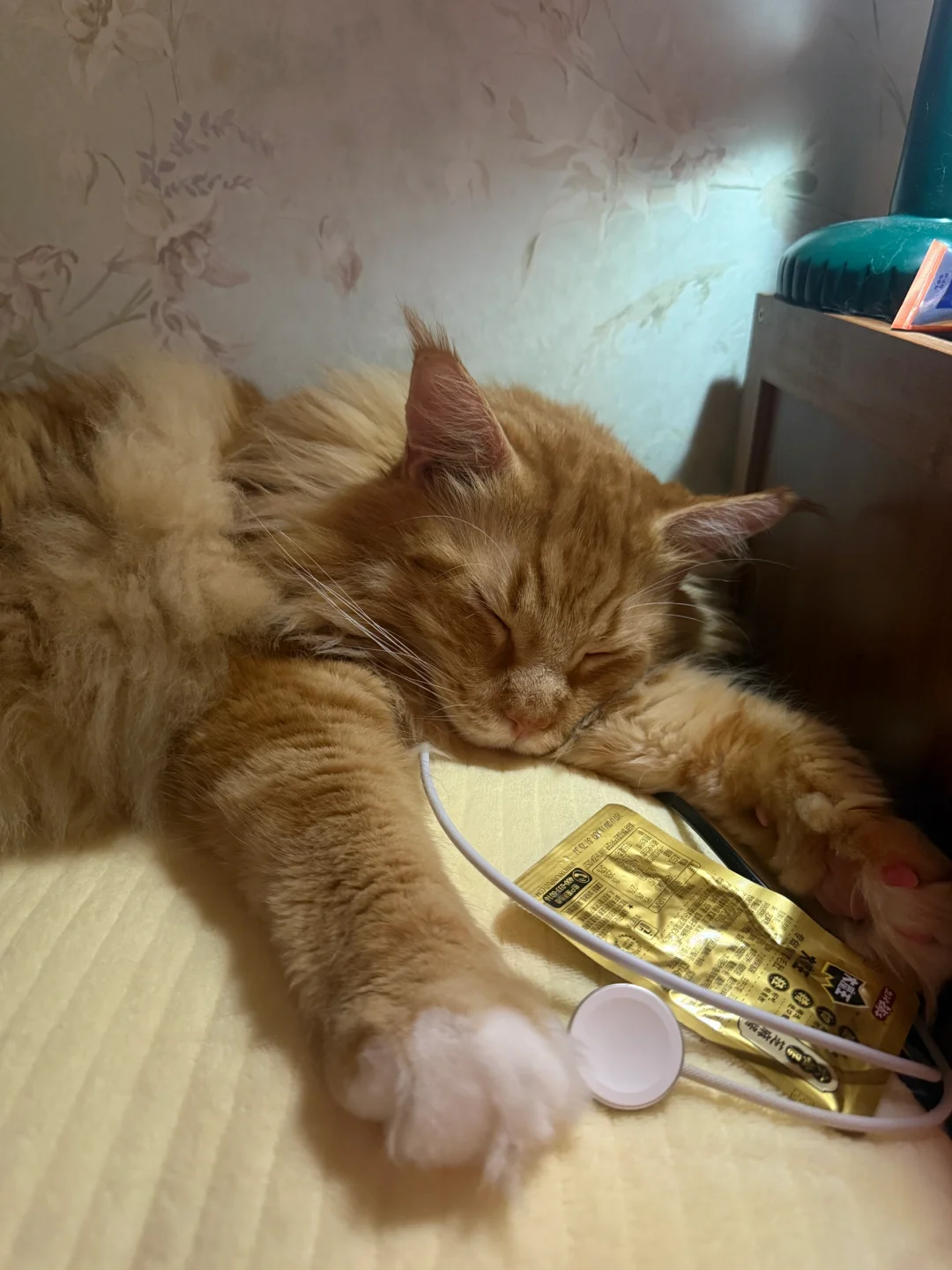 崽崽不是睡觉，是治愈我～