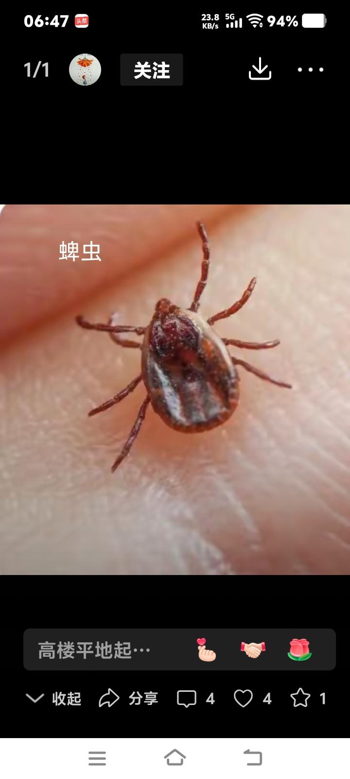 蜱虫是人与动物共传血吸害虫，从野草上潜入动物皮肤，也可盯着人的外露皮肤，它的目标