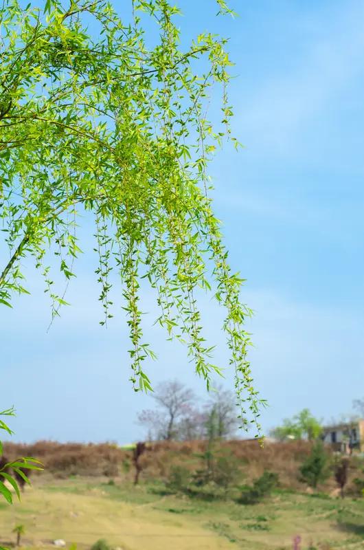 上联意境：天地间被皑皑白雪覆盖，目之所及，全都是白色，在这纯白的世界里，有几点殷