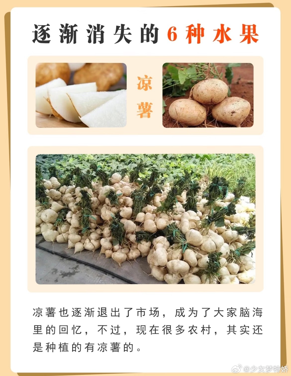 被时代淘汰的水果身为一个南方人就吃过凉薯，但是现在甚至都很少见了，还是小时候常吃
