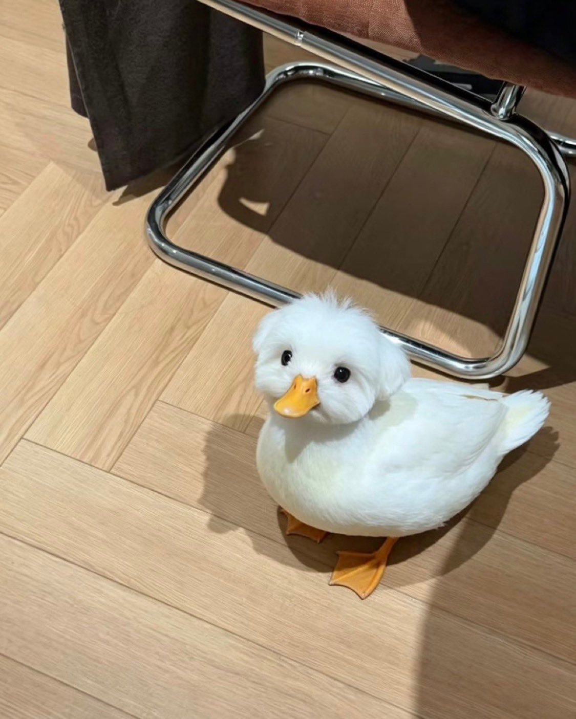 又像小狗又像小鸭子 想到一个人🐶🐣 