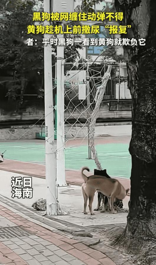 这画面感太强了！海南一网友散步时拍到有趣一幕：一只黑狗贪玩被网缠住，一只大黄狗路