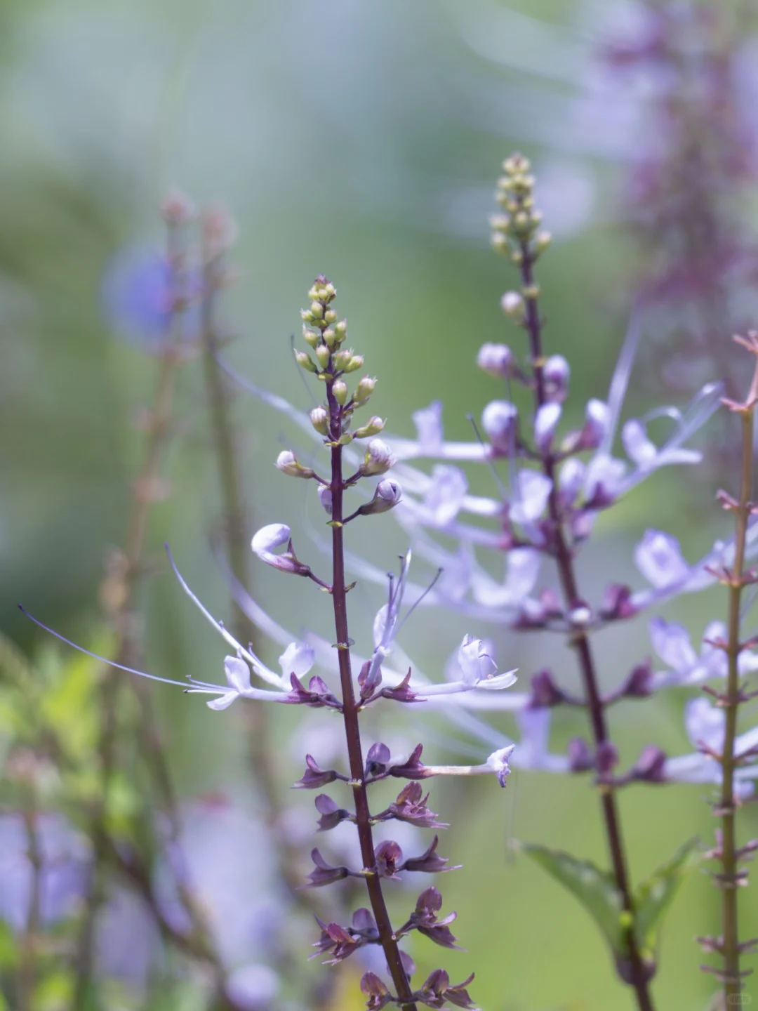 肾茶｜长得像猫须的花又开了