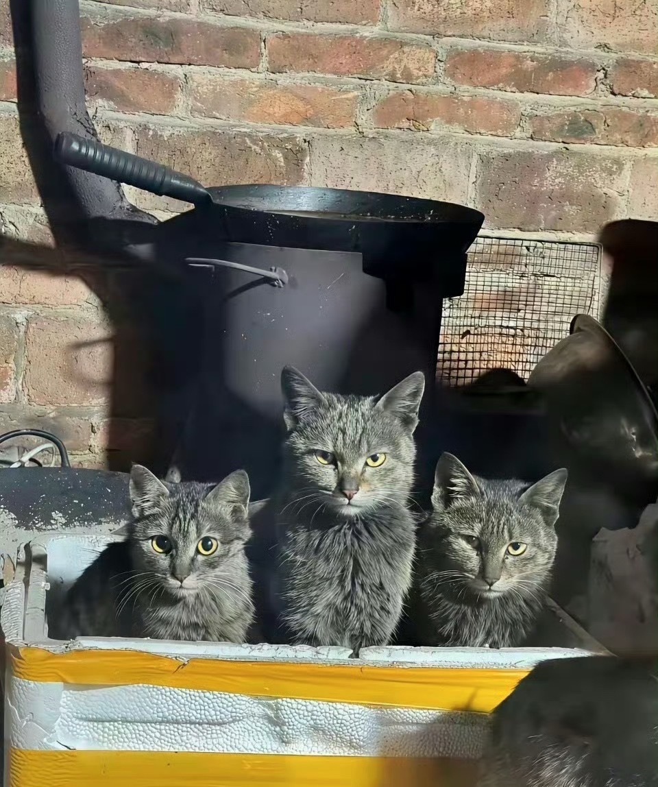 【脏脏包】脏脏包小猫：让你拍了吗😾 ​​​