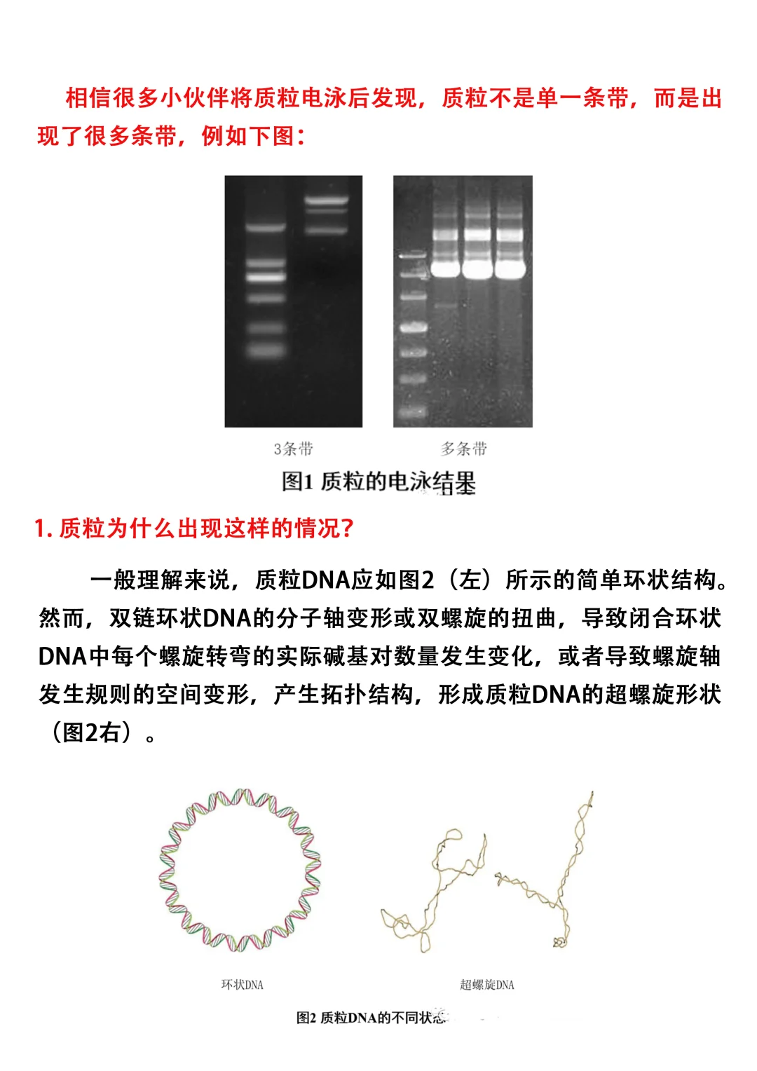 🔥99%的人都误解了，质粒电泳到底几条带