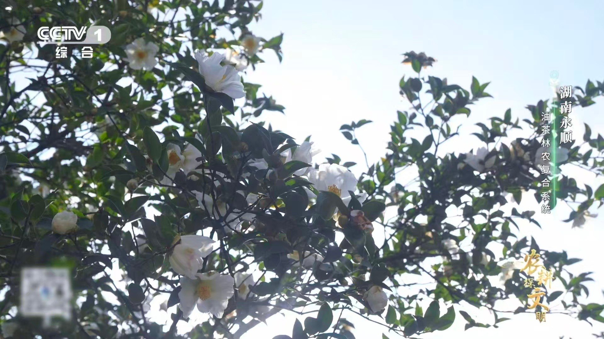 油茶树是植物界的时间管理大师这么拼的树你见过吗 见过“拼”的树，没见过这么拼的！