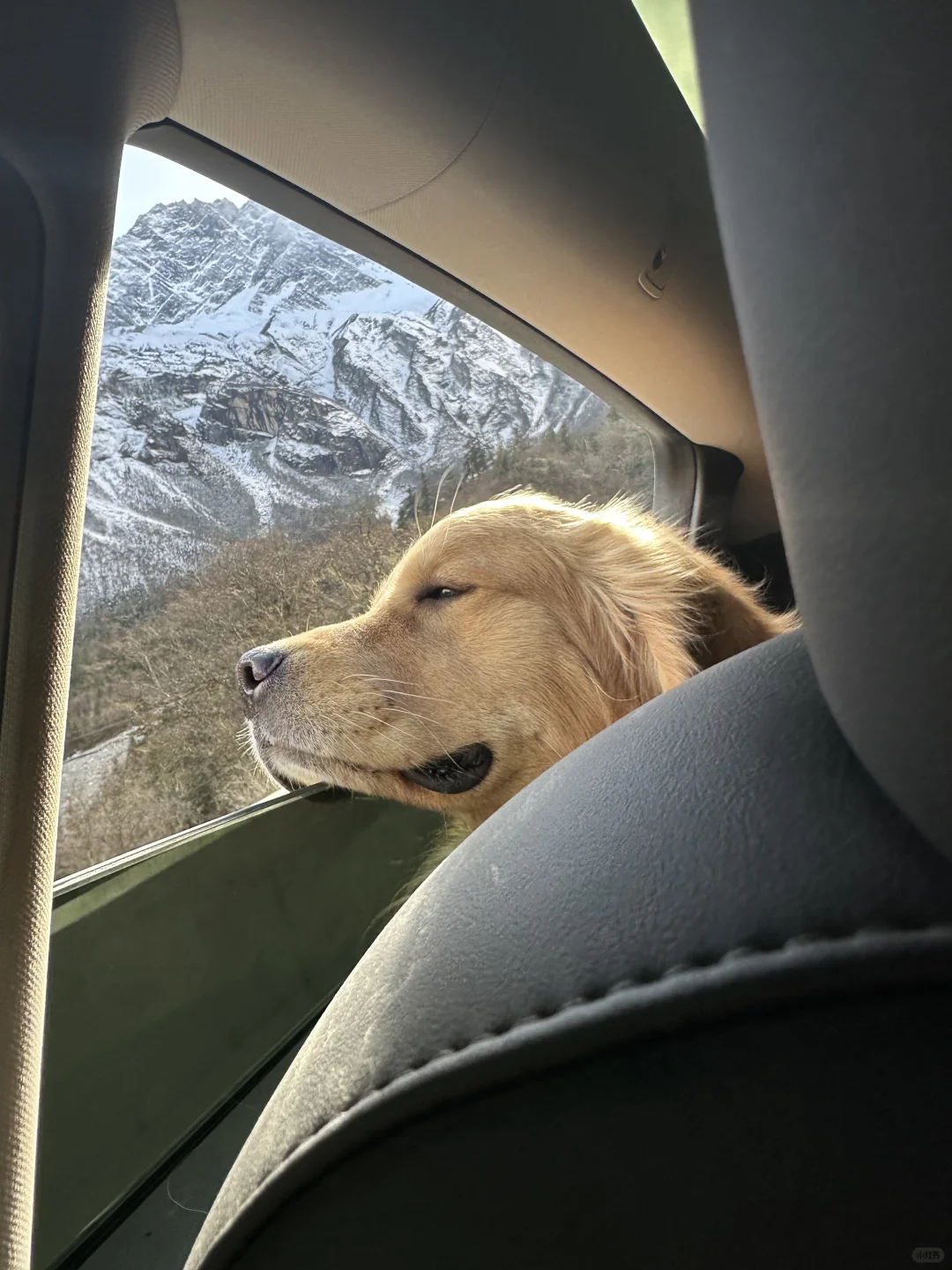 小狗在刷远古雪山的朋友圈