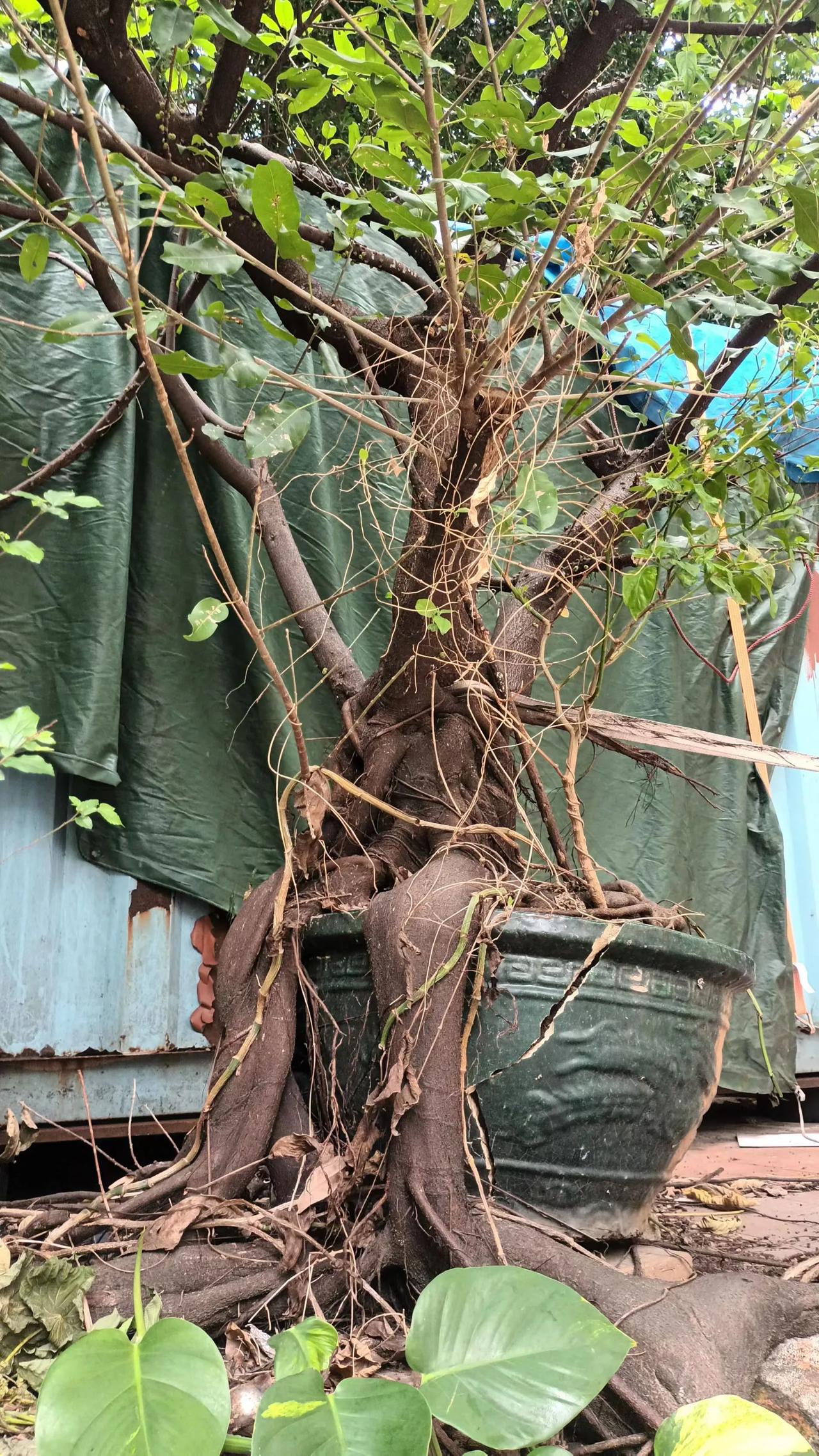 多么顽强的生命力！逼爆穿缸漫顶入地，我要生长无可阻挡！