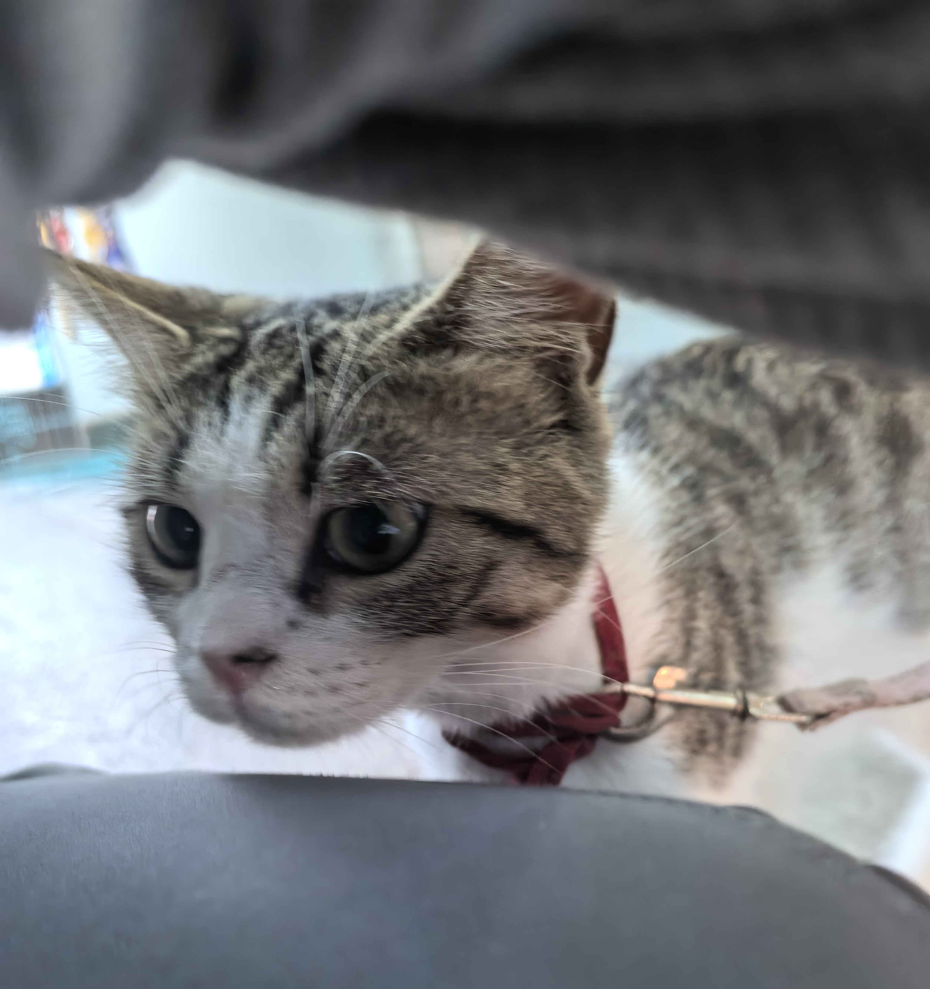 小卖铺老板新领养的猫猫长得非常标致唯一有点奇怪的就是...Emmmm，喜欢闻大家