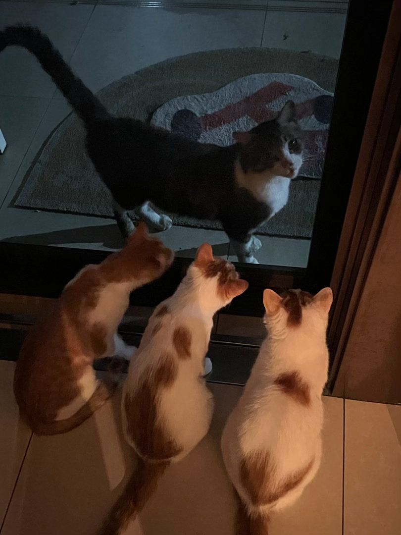 最近家门口总能刷新出不同小猫🐱 