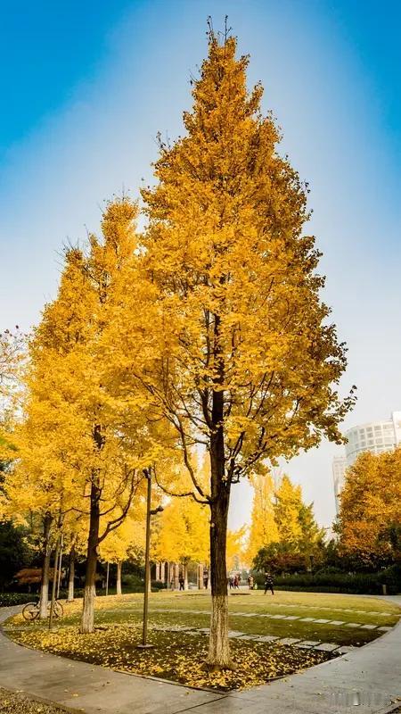 种一棵树最好的时间是十年前，其次是今天

小区门口那棵银杏树是搬过来那年栽的，头