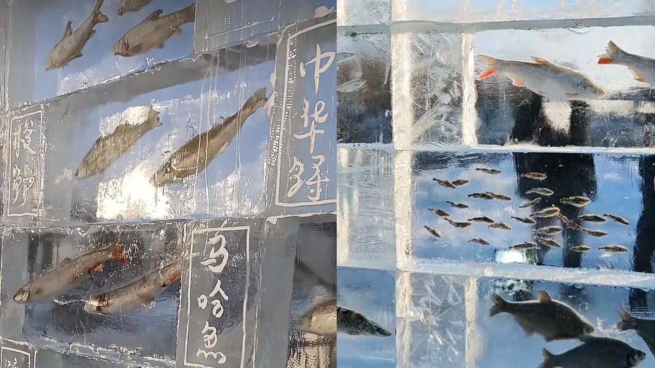 黑龙江同江三江口这处冰封鱼墙，真的把东北的浪漫刻进骨子里了！3米高8米宽的冰墙里