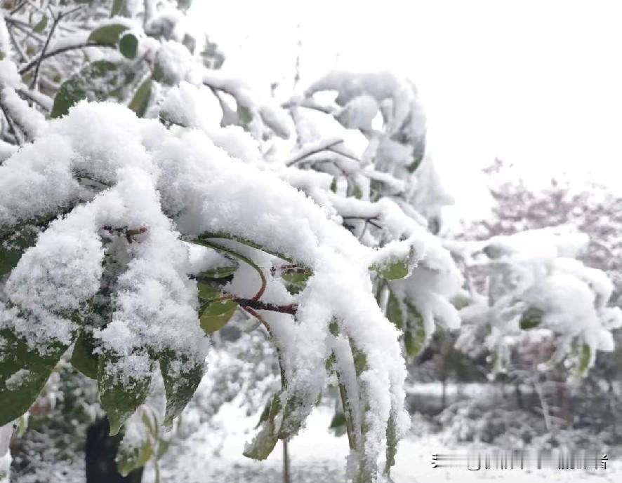 重庆迎来2025年的初雪
11月17日，重庆多处迎来第一场雪，这场雪来得真猛啊，